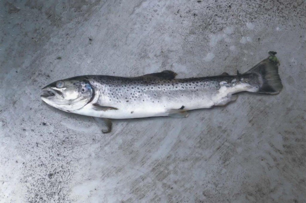 A spawned migratory trout recovered at Coaley in January just before the fish pass construction got underway downstream at Cambridge